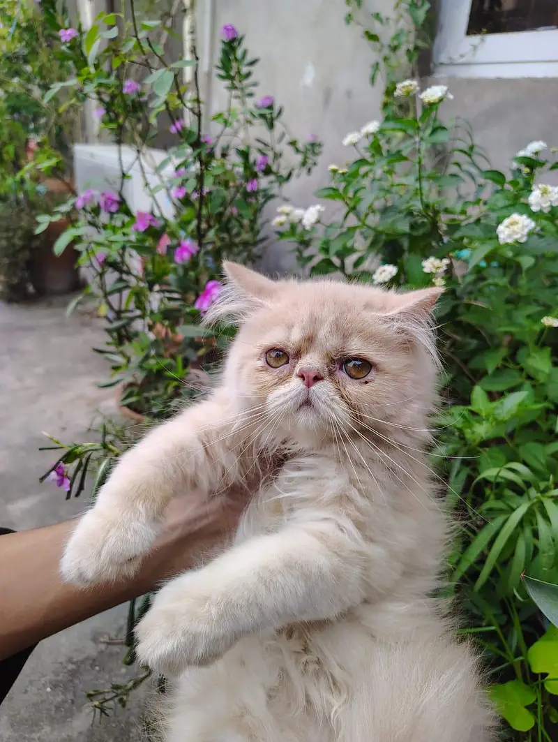 peki Persian pair for sale — photo 5