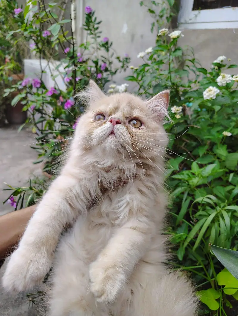 peki Persian pair for sale — photo 6
