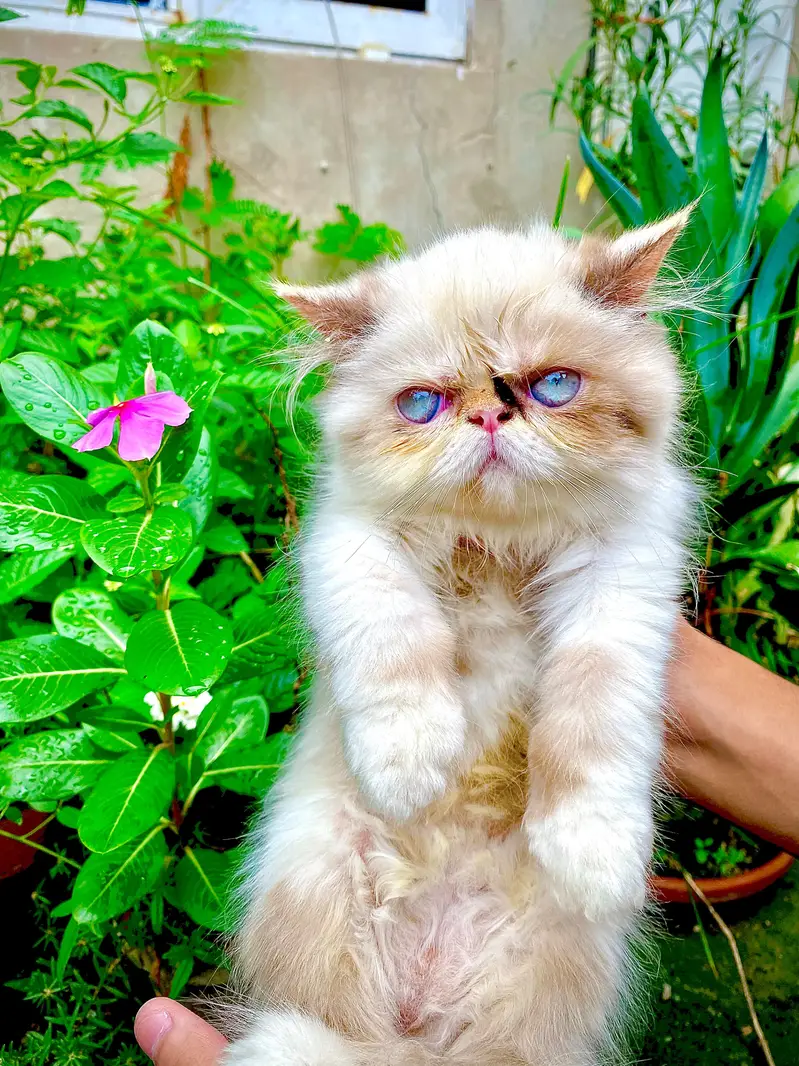 peki Persian pair for sale — photo 7