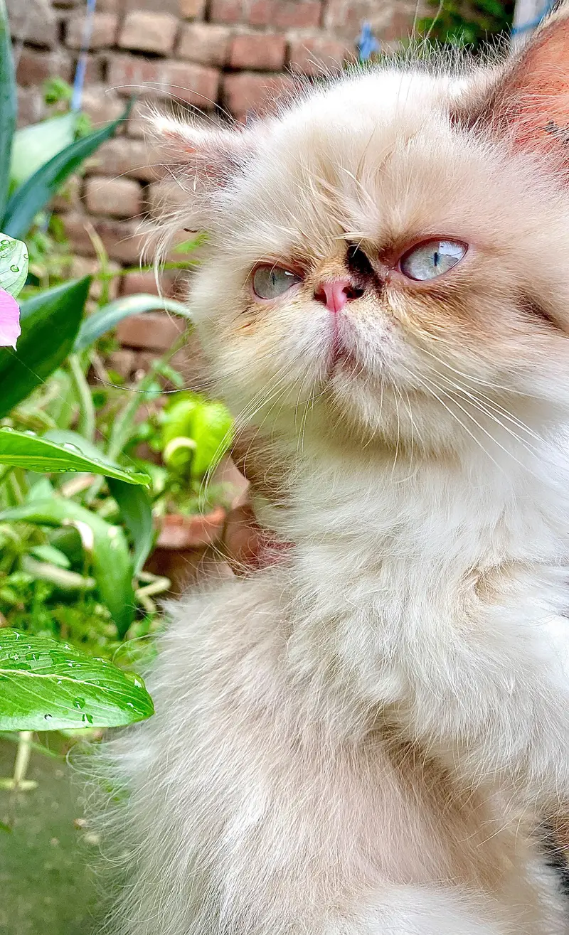 peki Persian pair for sale — photo 9