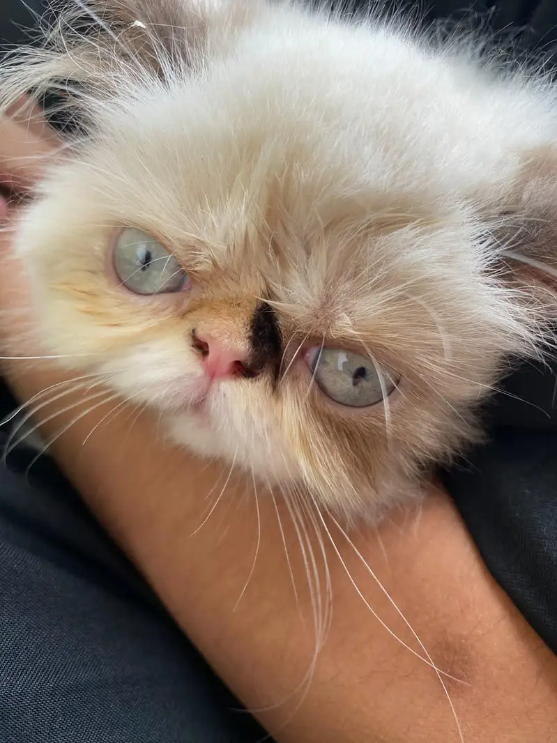 peki Persian pair for sale — photo 12