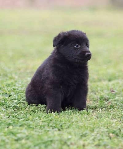 Black Shepherd Puppy | Long Coat | gsd | Dog For sale