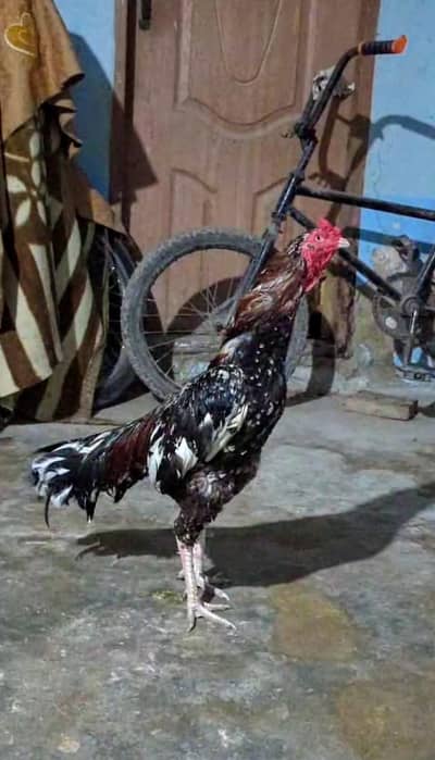 Top Quality Aseel Mianwali Male