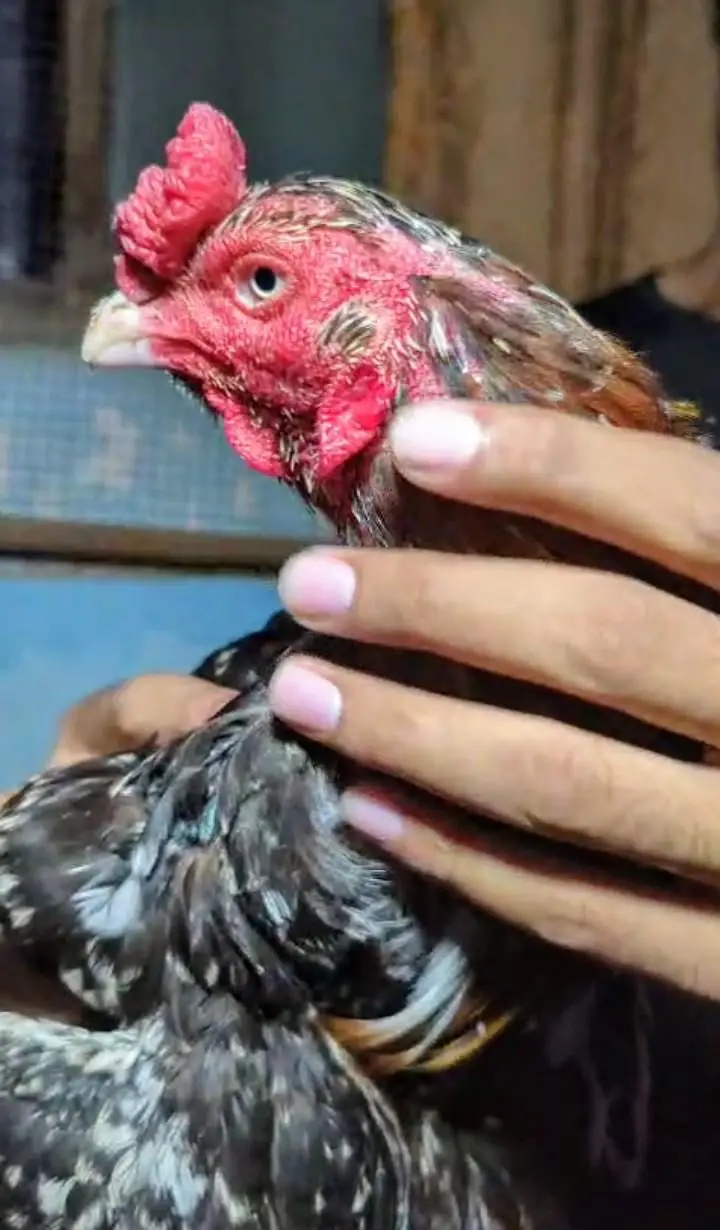 Top Quality Aseel Mianwali Male — photo 2