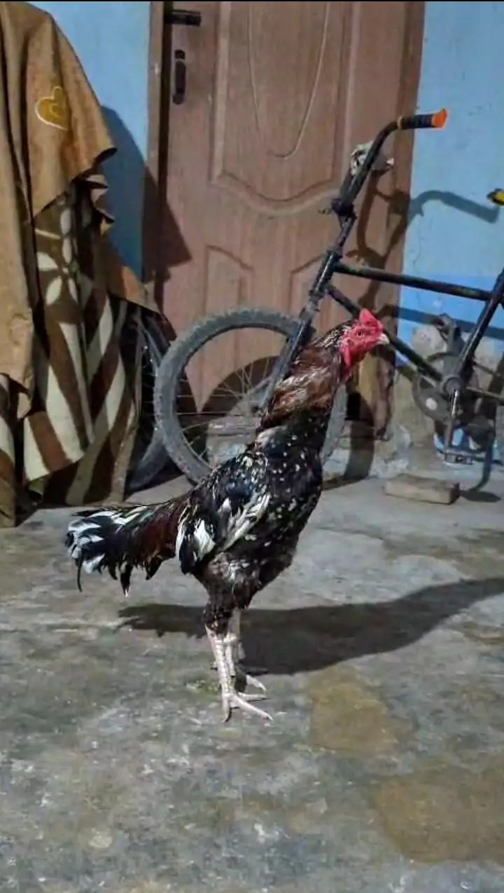 Top Quality Aseel Mianwali Male — photo 4