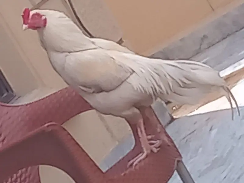 White Aseel Murgha — photo 2