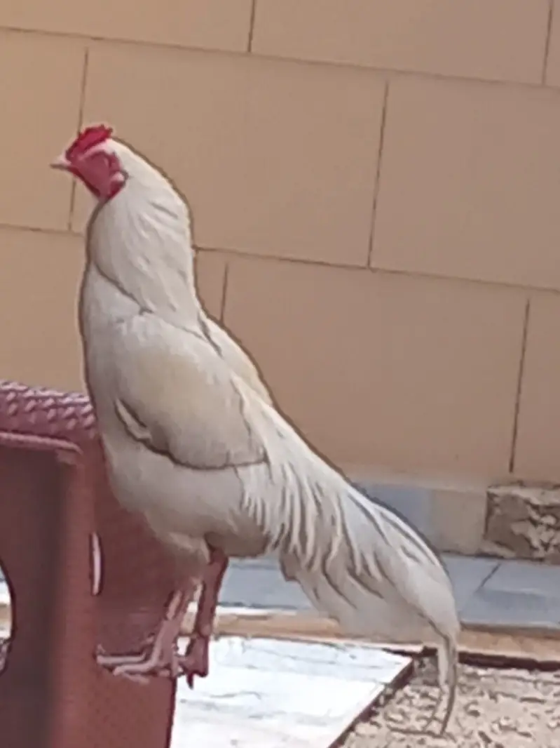 White Aseel Murgha — photo 3