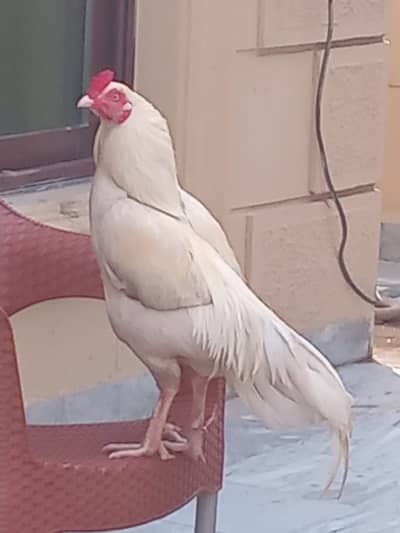 White Aseel Murgha