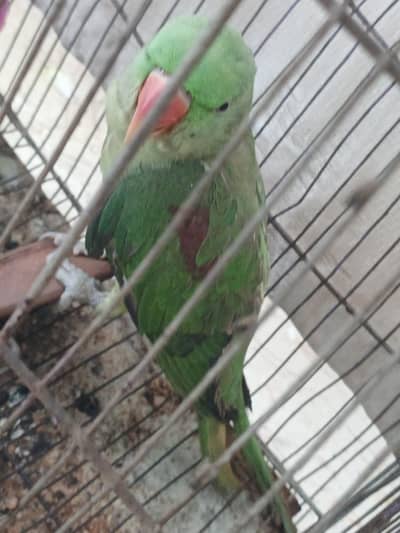 raw parrot