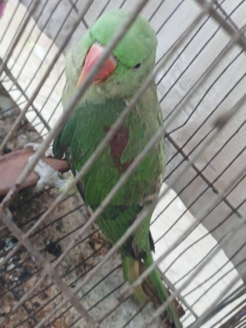 raw parrot 0
