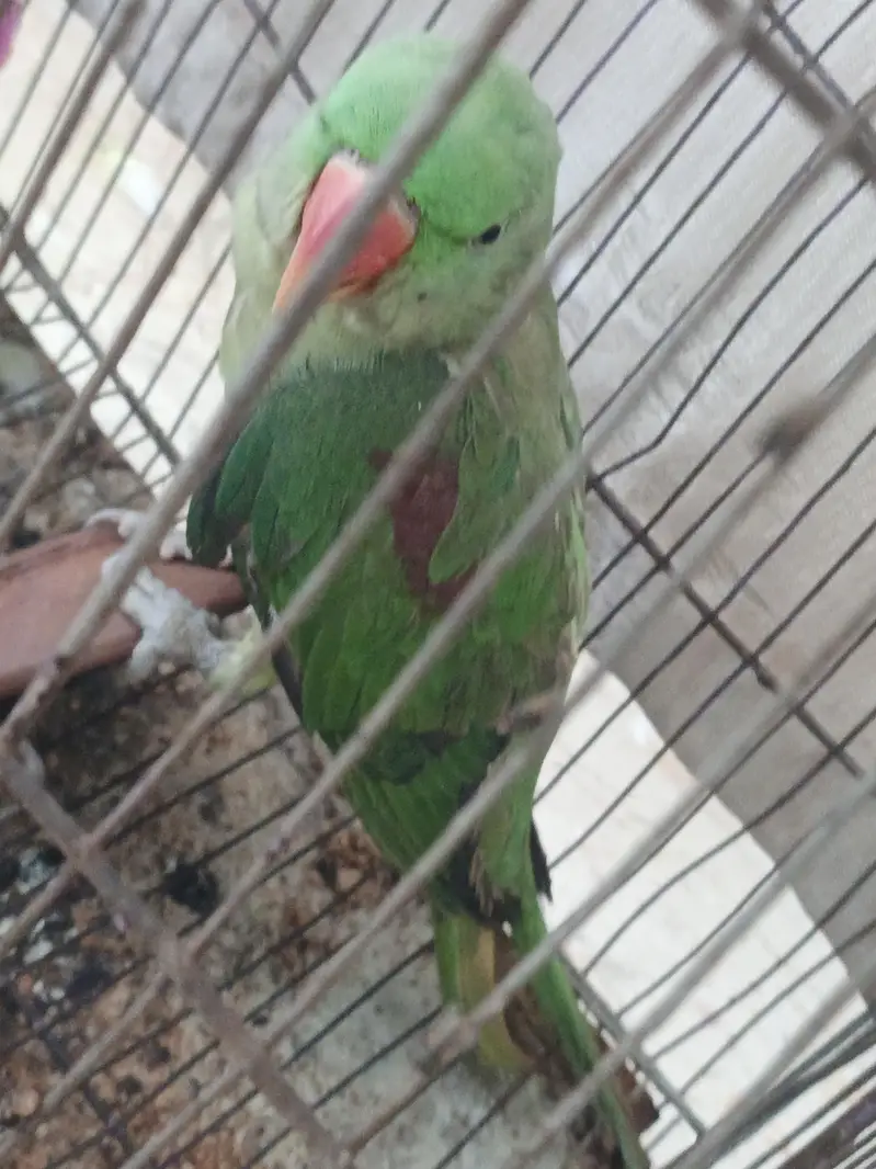 raw parrot