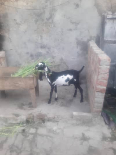 Desi Beetal Bakra Bacha WhatsApp 03494630682