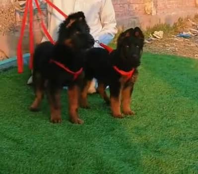 German shepherd puppie WhatsApp contact 0/3/4/9/0/6/8/6/3/7/8