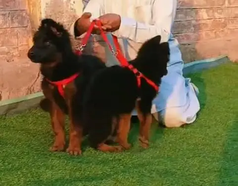 German shepherd puppie WhatsApp contact 0/3/4/9/0/6/8/6/3/7/8 — photo 2