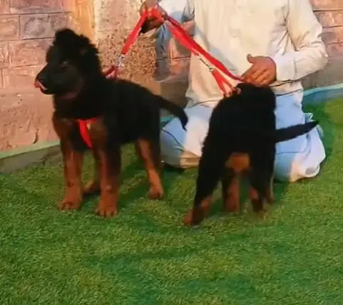 German shepherd puppie WhatsApp contact 0/3/4/9/0/6/8/6/3/7/8 — photo 3
