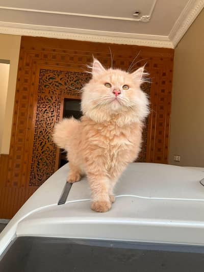Persian cat with double coated fur