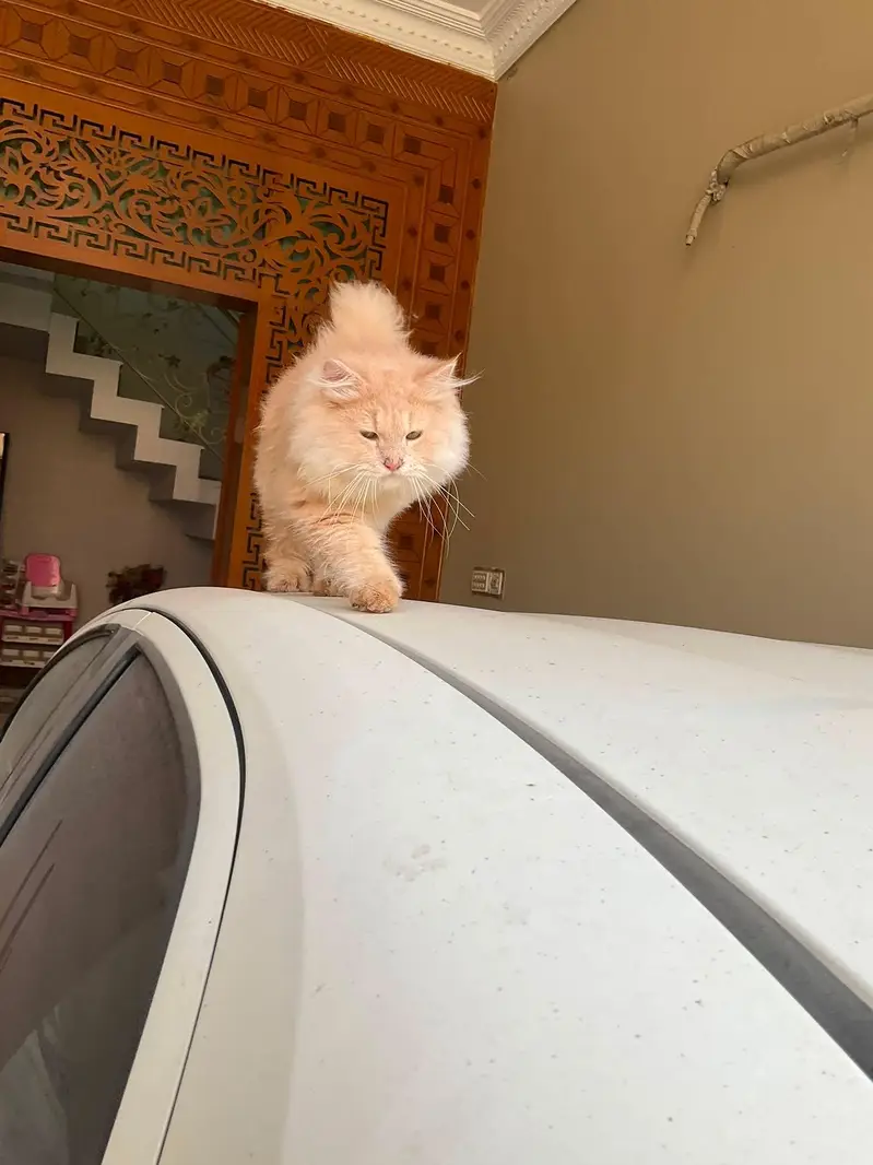 Persian cat with double coated fur — photo 2