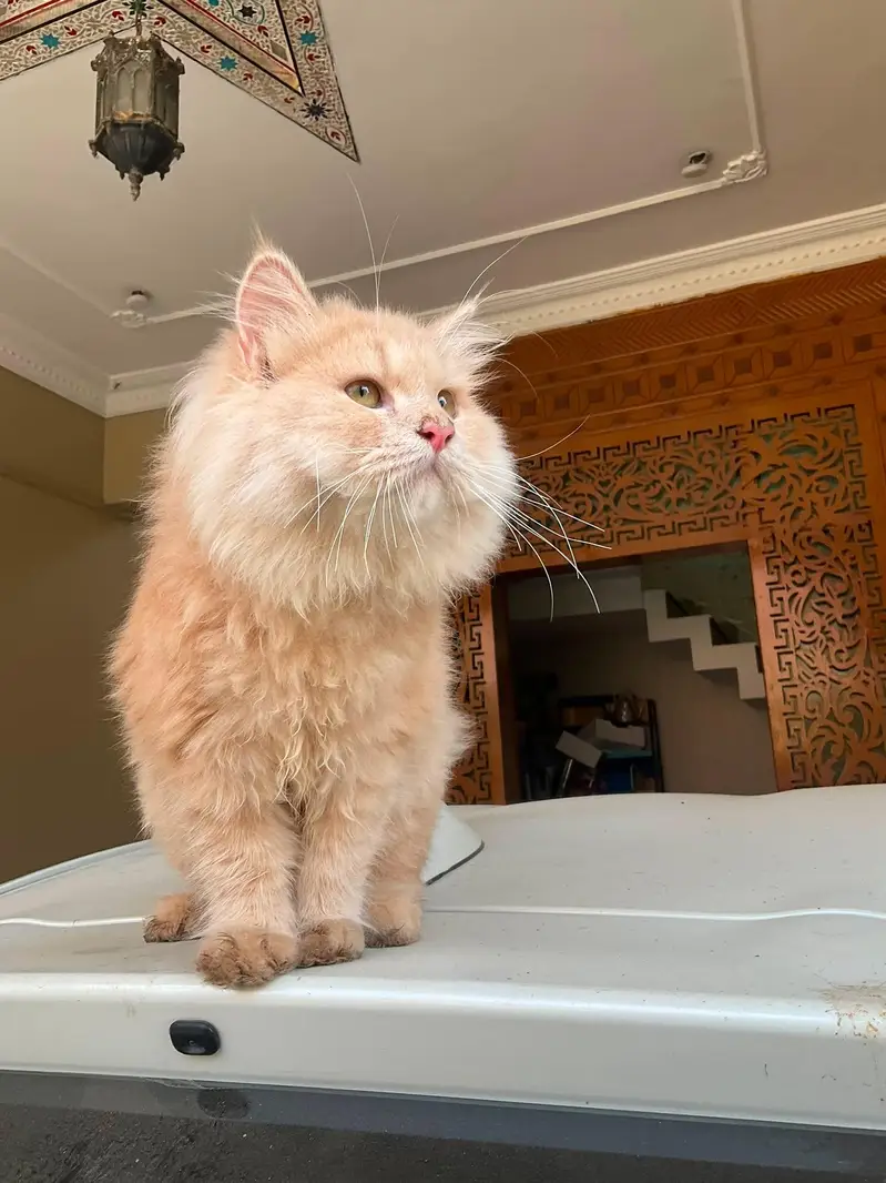 Persian cat with double coated fur — photo 3