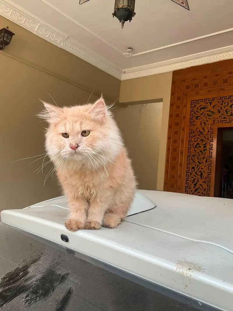 Persian cat with double coated fur — photo 4