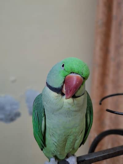 Tame Talking Raw Parrot | Hand Trained | For Sale