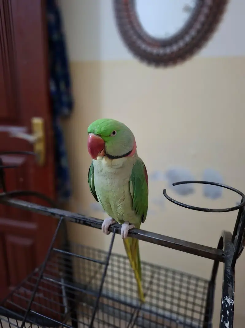 Tame Talking Raw Parrot | Hand Trained | For Sale — photo 2