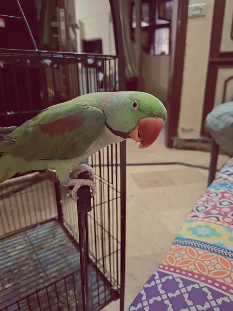 Tame Talking Raw Parrot | Hand Trained | For Sale — photo 3