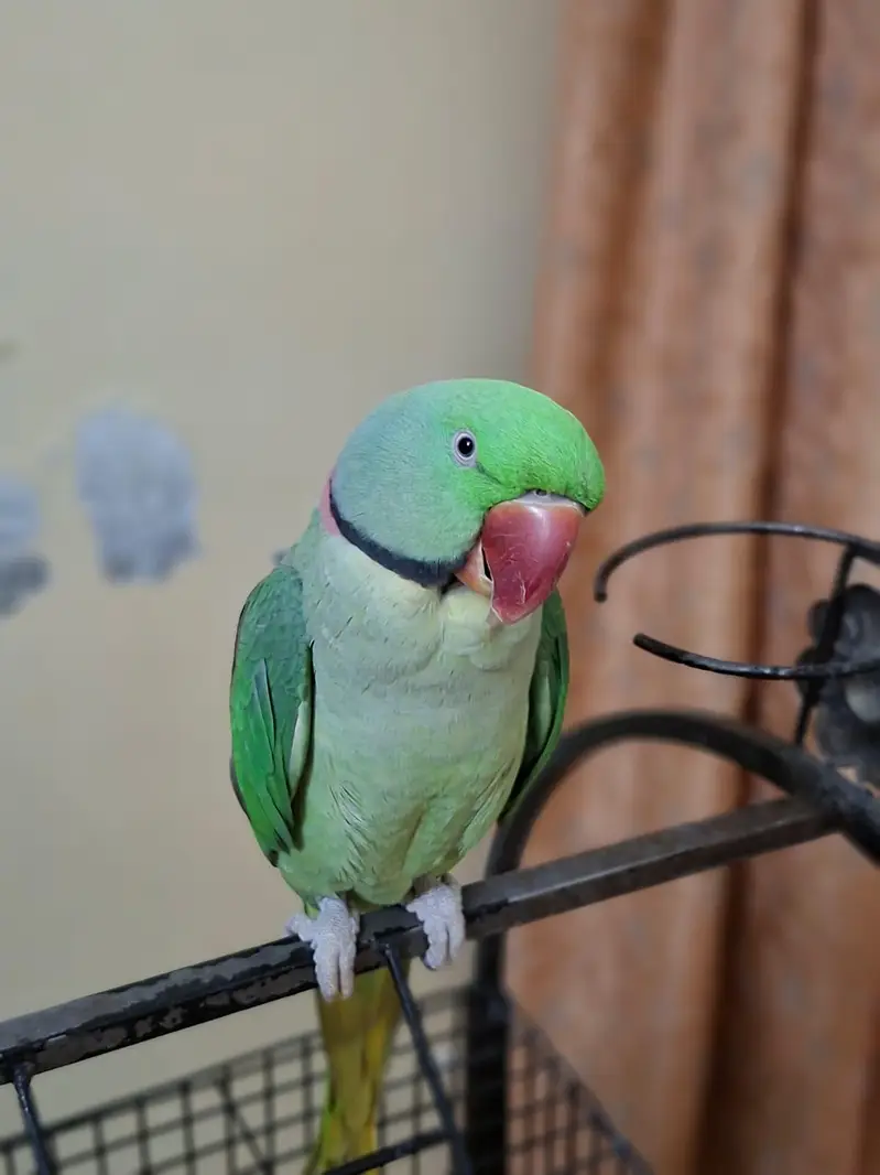 Tame Talking Raw Parrot | Hand Trained | For Sale — photo 4
