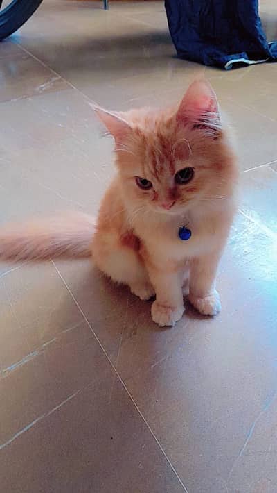 Persian kittens for sale