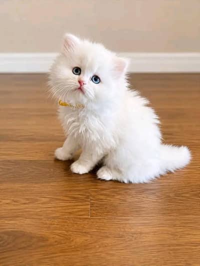 Cats | Persian | kittens |  Blue Eyes | O348O163O63 щatsap^⁠_⁠^