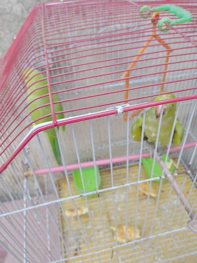 parrot