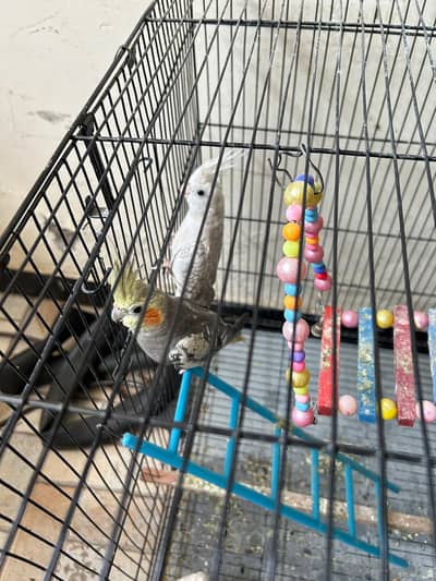 Cocktails pair healthy with cage