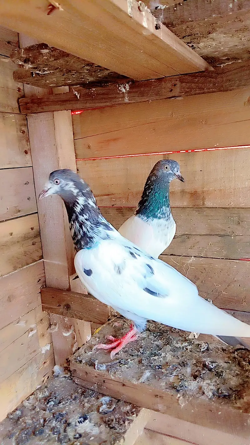 03180494722 only is nbr par call karna — photo 3