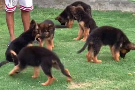 German shepherd puppie WhatsApp contact 0/3/4/9/0/6/8/6/3/7/8