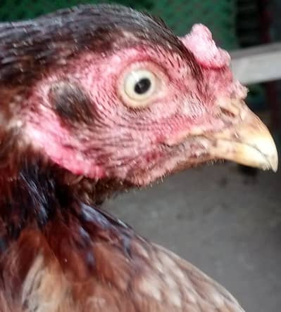 Hen's