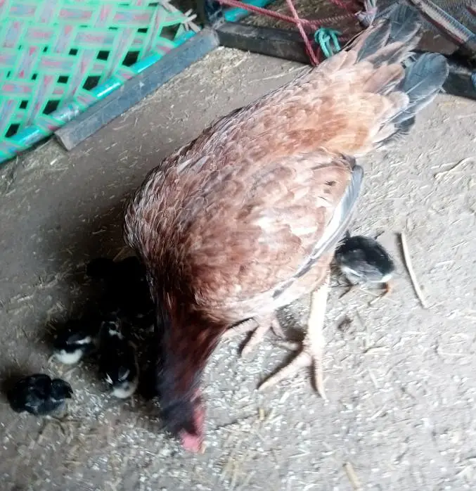 Hen's — photo 2
