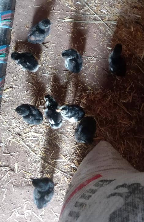 Hen's 3