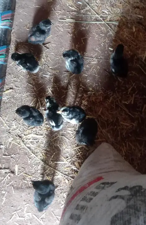 Hen's — photo 4