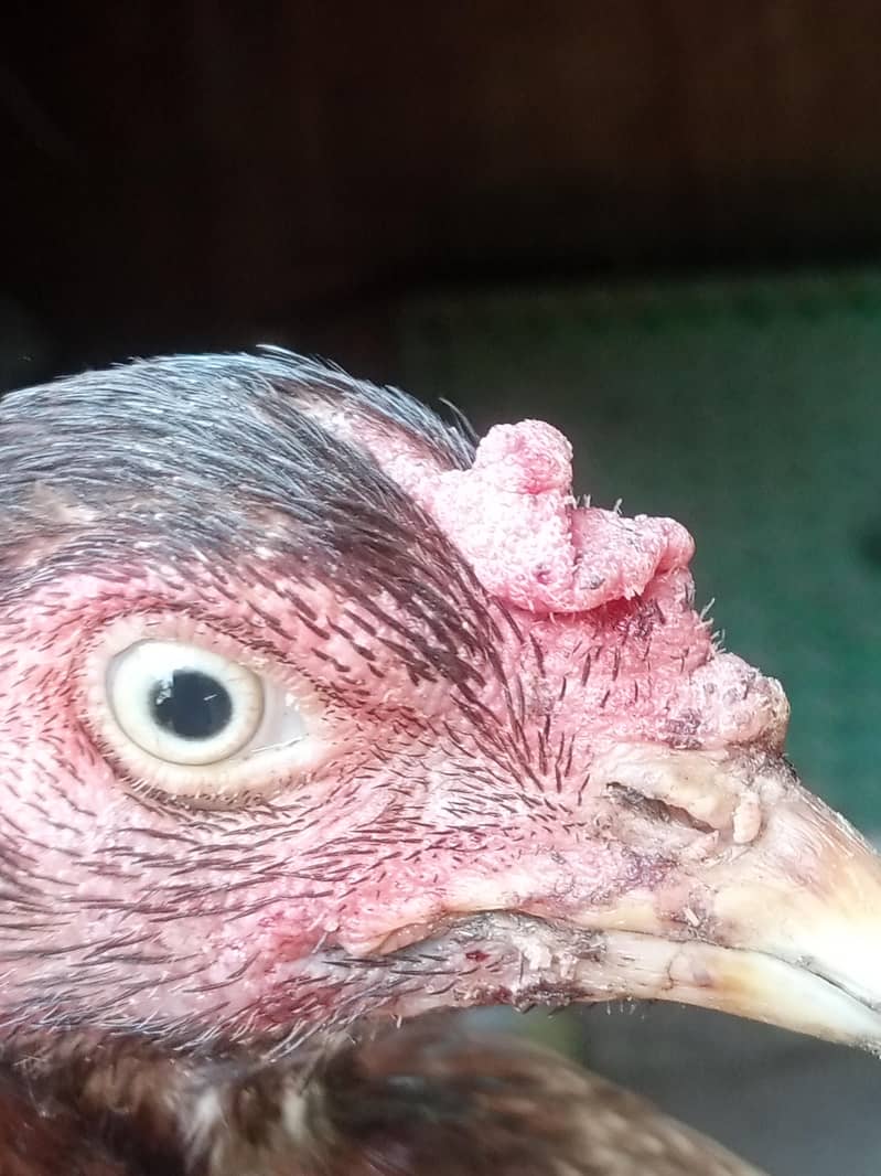 Hen's 4