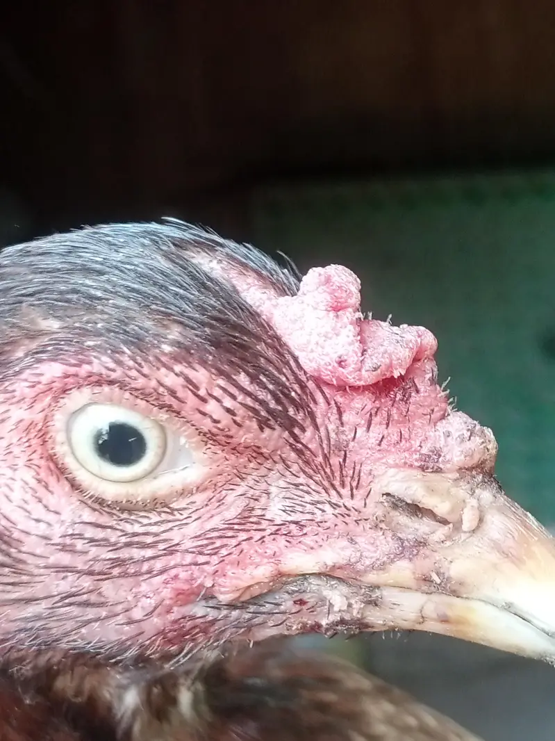 Hen's — photo 5
