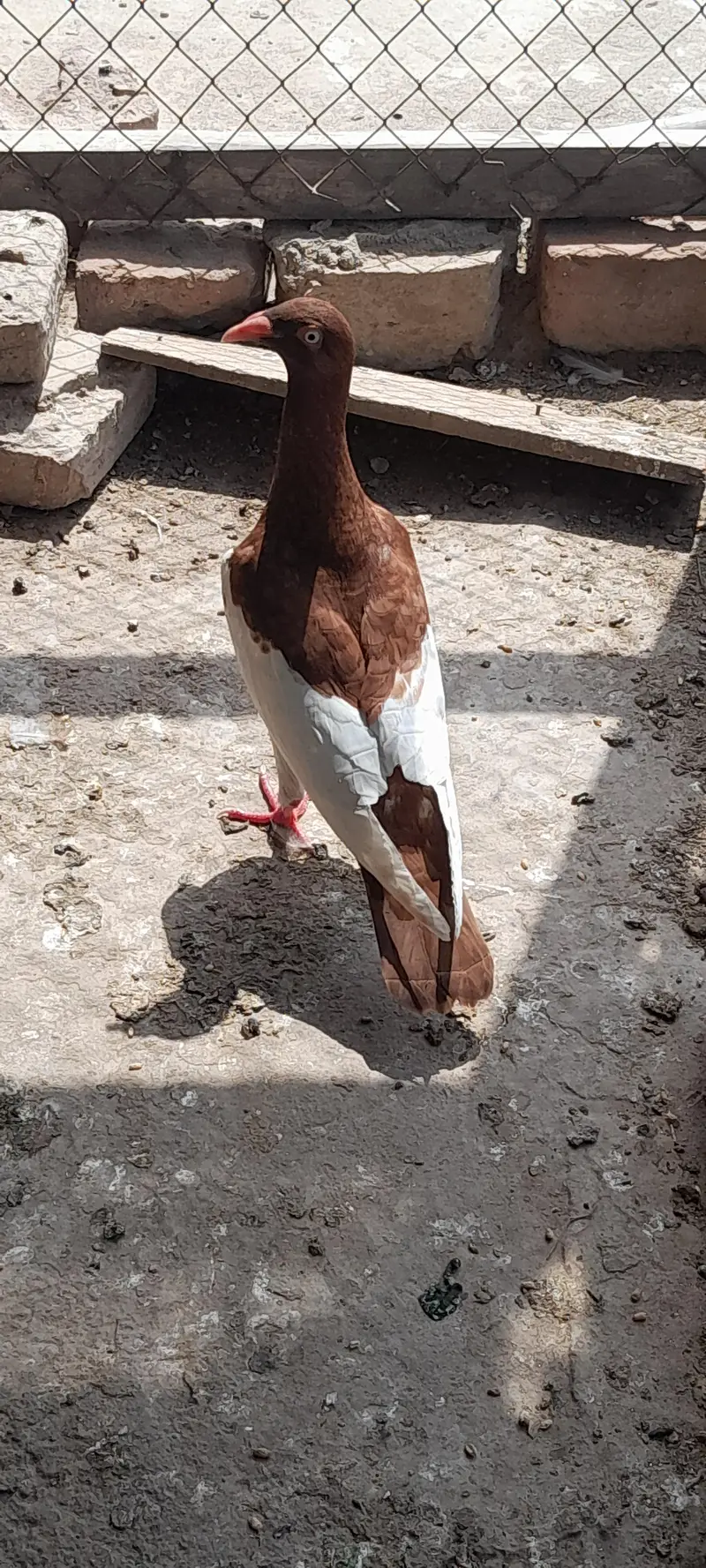 denish megpie — photo 2