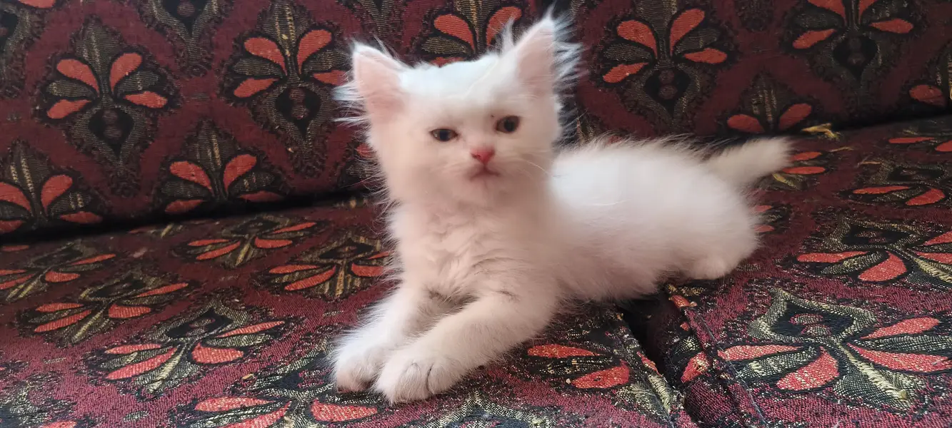 Persian cat kitten pair for sale contact number 03106672920 — photo 3