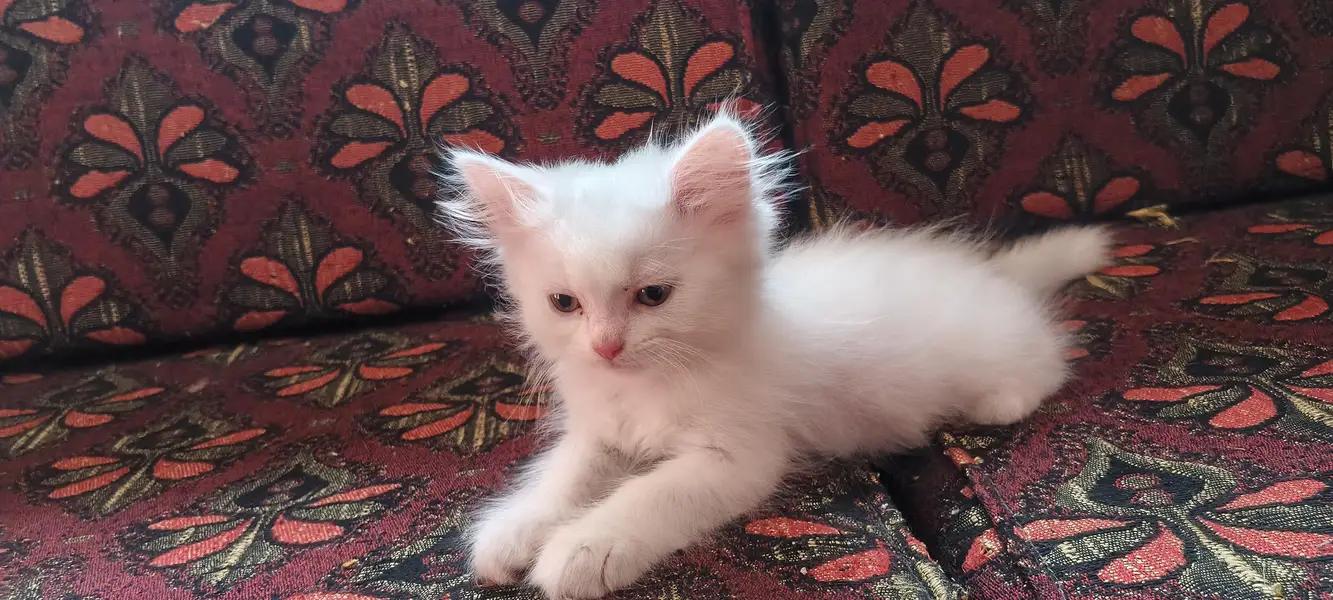 Persian cat kitten pair for sale contact number 03106672920 — photo 4