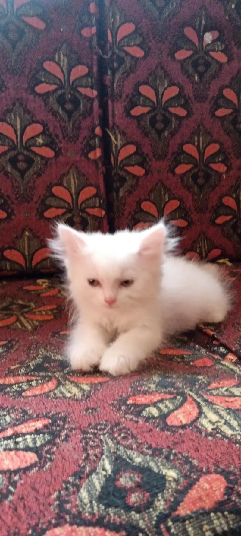 Persian cat kitten pair for sale contact number 03106672920 — photo 5