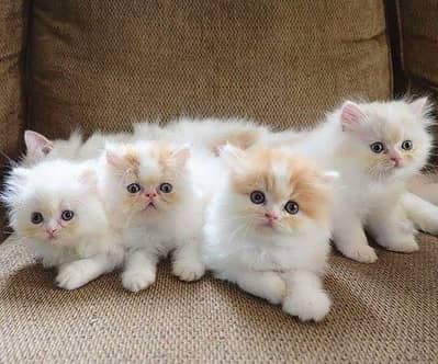 Cats | Persian | kittens |  Blue Eyes | O348O163O63 щatsap^⁠_⁠^^⁠_⁠^