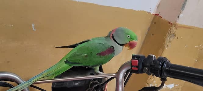 Raw parrot