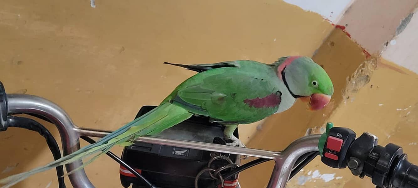 Raw parrot 1