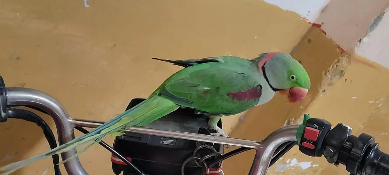 Raw parrot — photo 2