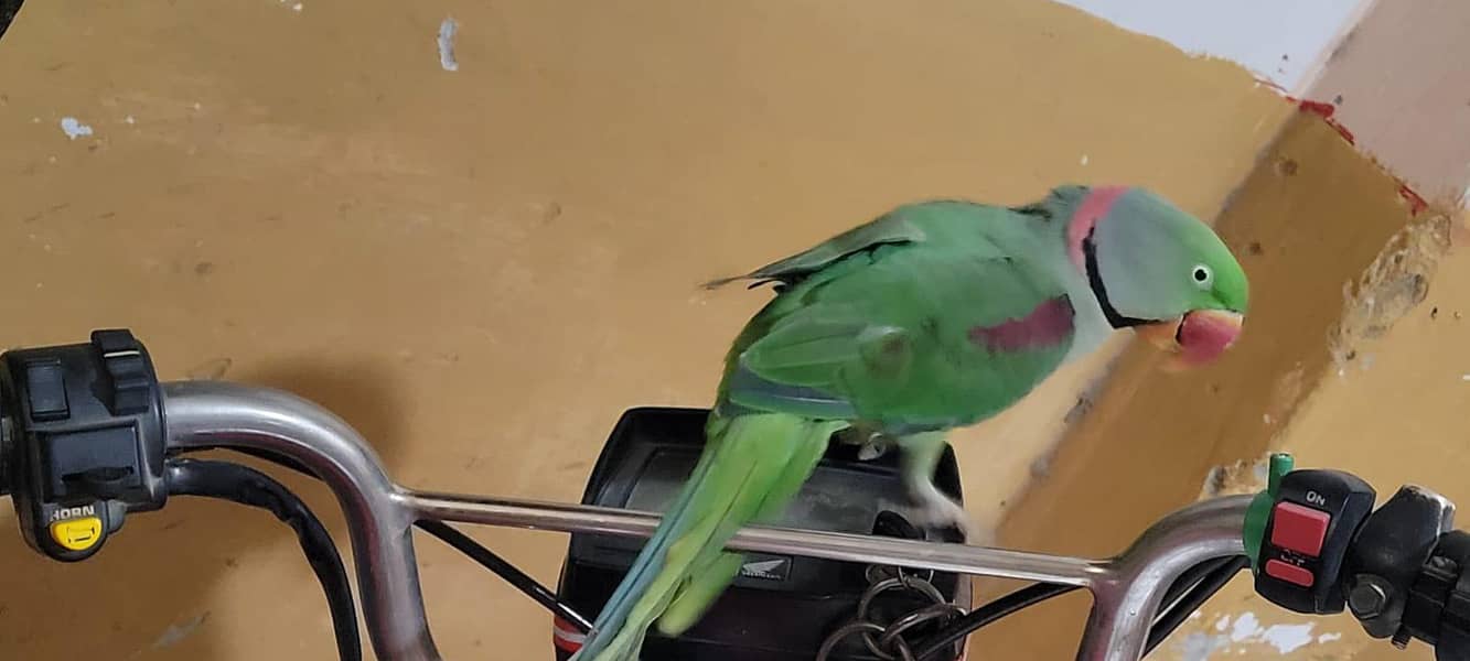 Raw parrot 2