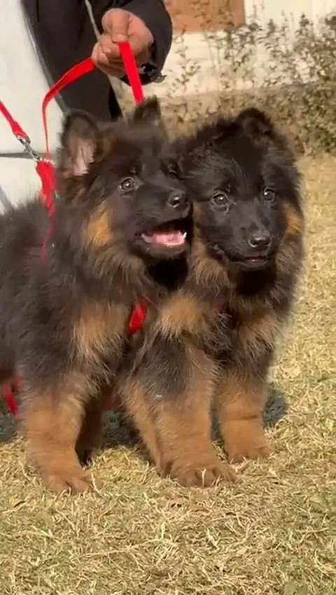 German shepherd puppie WhatsApp contact 0/3/4/9/0/6/8/6/3/7/8 — photo 3