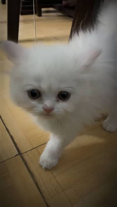 Persian Cat for Adoption